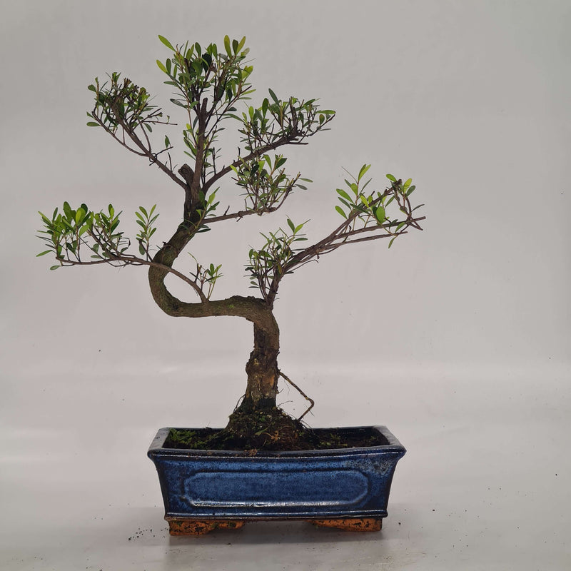 Brush Cherry (Syzygium) Bonsai Tree | Shaped Style | Height 30-40cm | In 20cm Pot