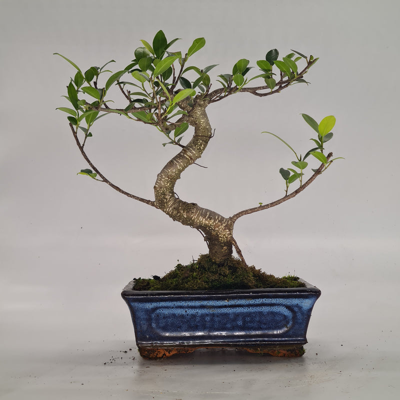 Ficus Microcarpa (Banyan Fig) Indoor Bonsai Tree | Shaped Style | 30-35cm High | In 20cm Pot