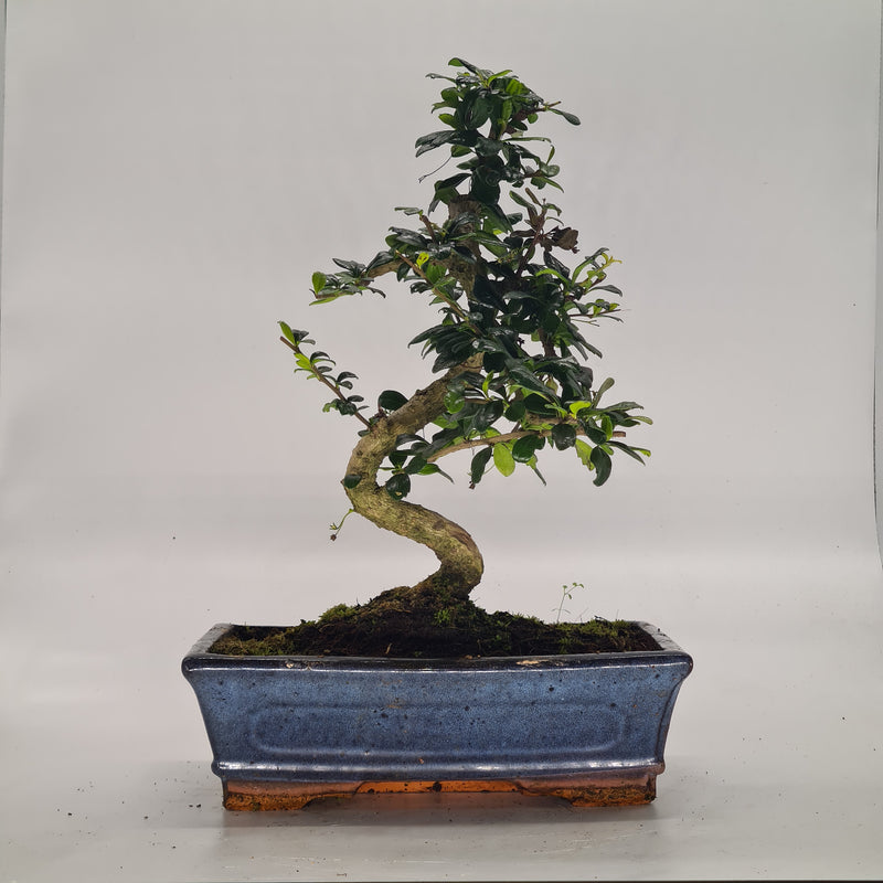 Fukien Tea Tree (Carmona Retusa) Indoor Bonsai Tree | Height 35-40cm | In 25cm Pot