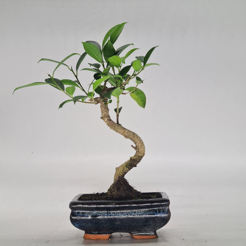 Ficus Microcarpa (Banyan Fig) Indoor Bonsai Tree | Shaped | In 15cm Pot