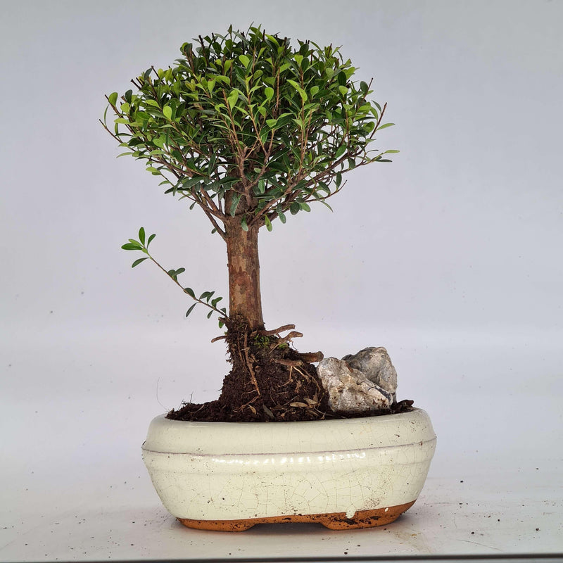 Brush Cherry (Syzygium) Bonsai Tree | Broom Style | Height 20-30cm | In 15cm Pot | With Rock