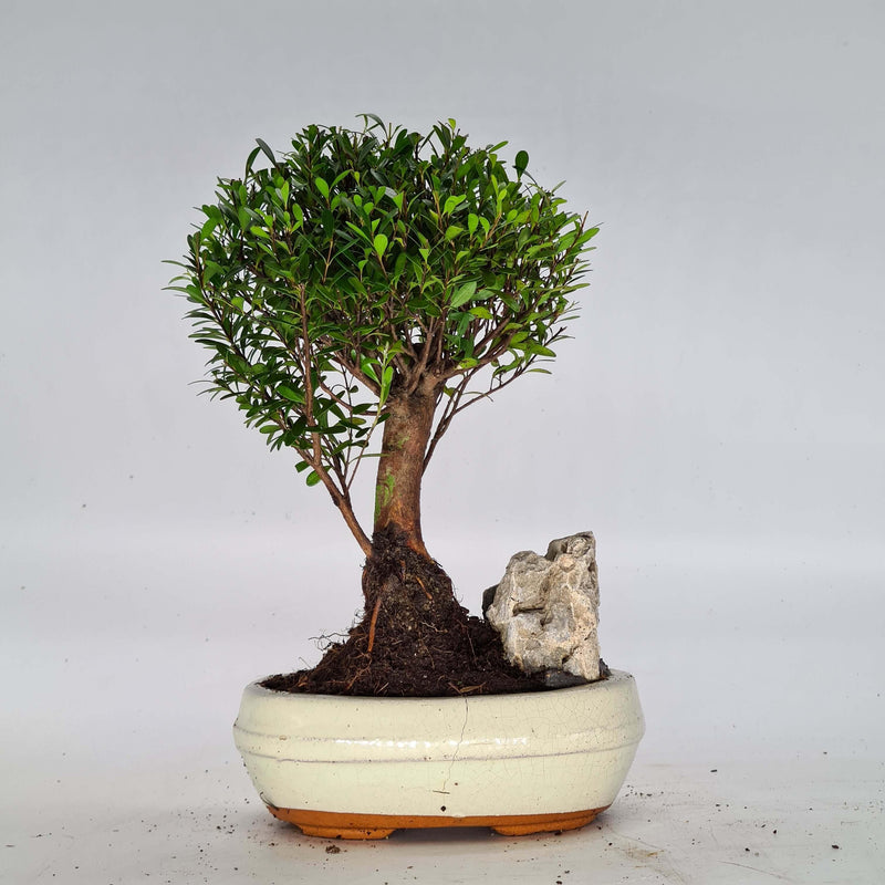 Brush Cherry (Syzygium) Bonsai Tree | Broom Style | Height 20-30cm | In 15cm Pot | With Rock