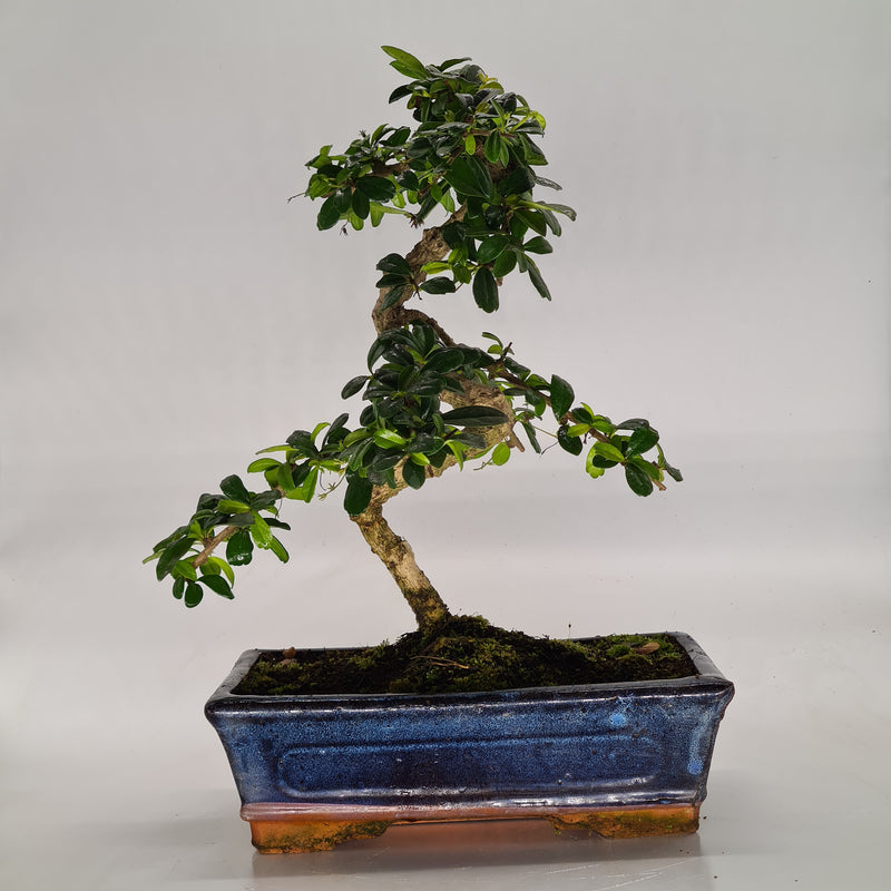 Fukien Tea Tree (Carmona Retusa) Indoor Bonsai Tree | Height 35-40cm | In 25cm Pot