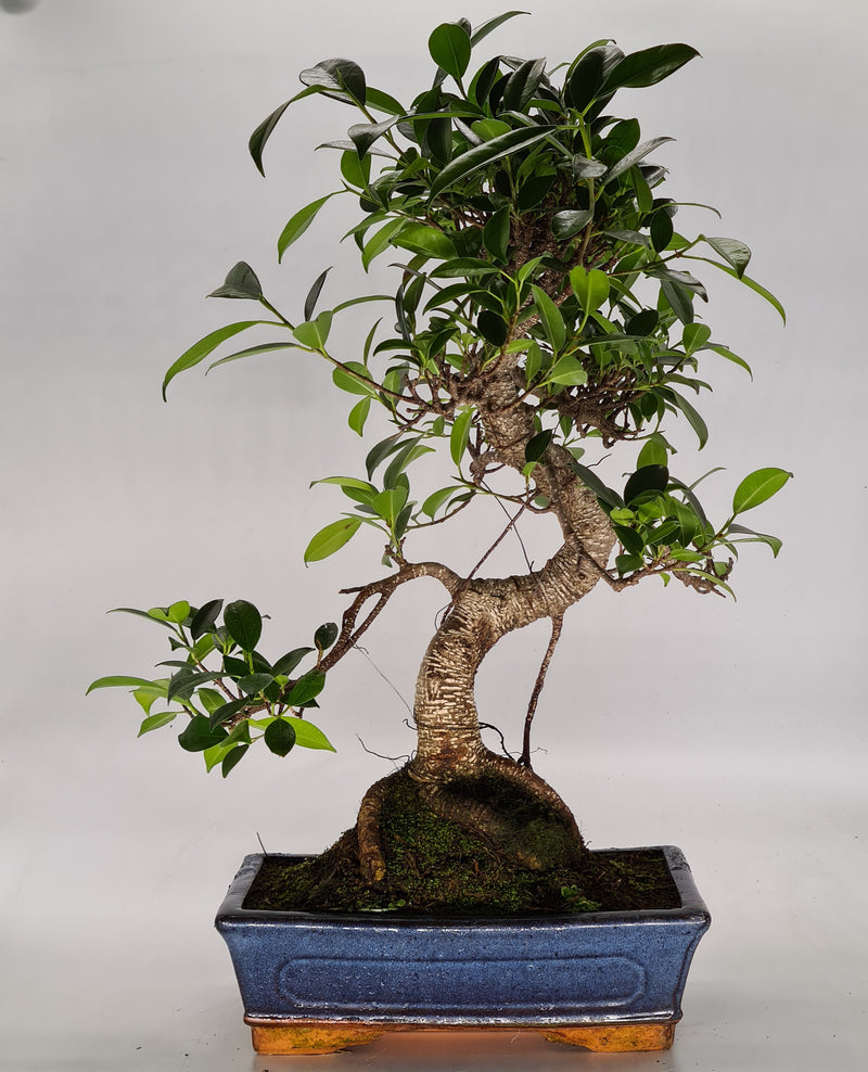 Ficus Microcarpa (Banyan Fig) Indoor Bonsai Tree | Shaped Style | 40-50cm High | In 25cm Pot | YB2001