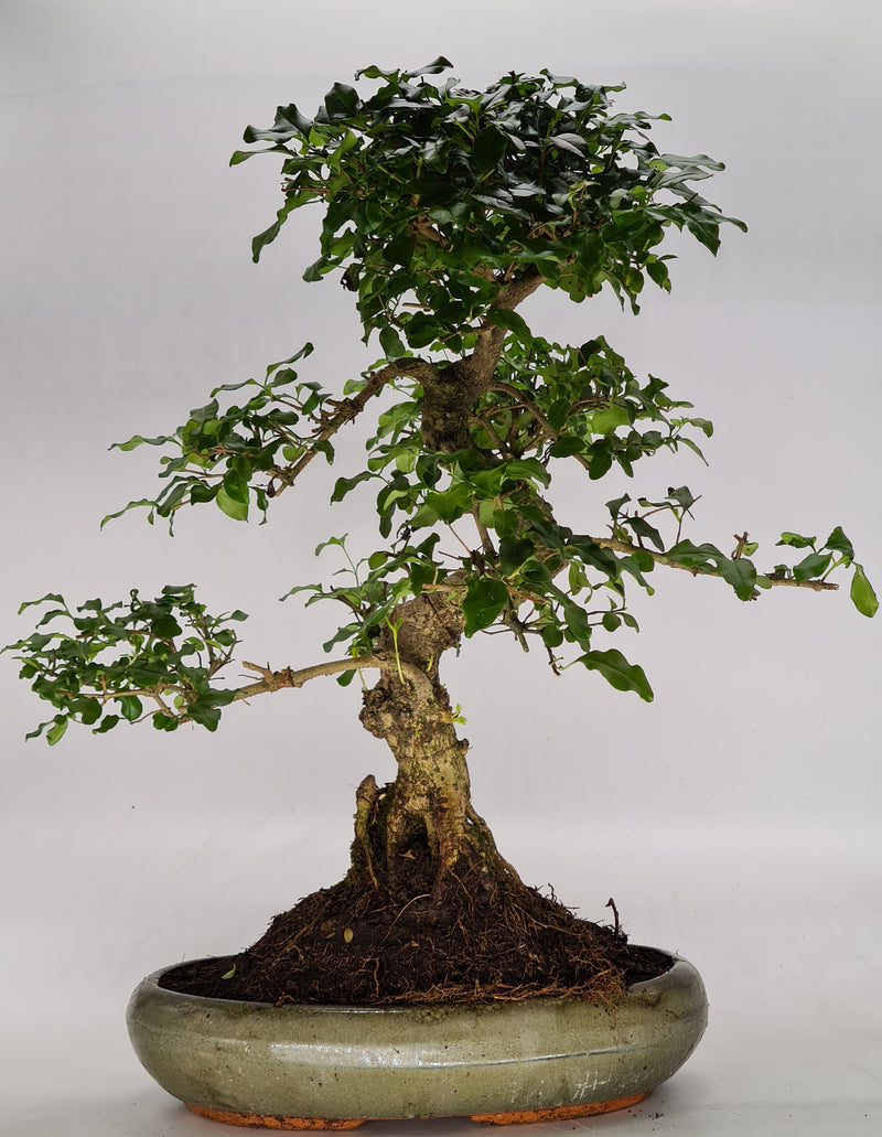 Chinese Privet (Ligustrum Sinense) Bonsai Tree | Shaped Style | Height 45-55cm | In 30cm Pot
