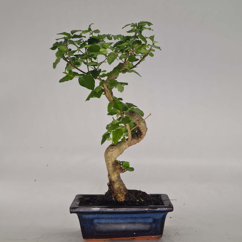 Chinese Privet (Ligustrum Sinense) Bonsai Tree | Shaped Style | Height 25-35cm | In 15cm Pot