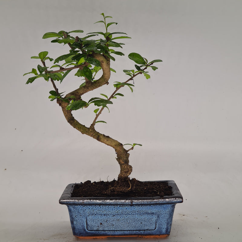 Fukien Tea Tree (Carmona Retusa) Indoor Bonsai Tree | Height 20-30cm | In 15cm Pot