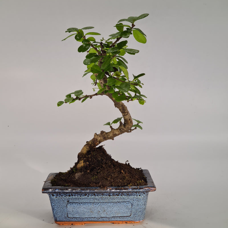 Fukien Tea Tree (Carmona Retusa) Indoor Bonsai Tree | Height 20-30cm | In 15cm Pot