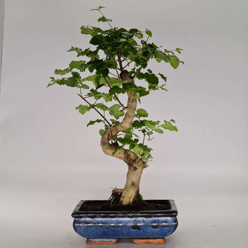 Chinese Privet (Ligustrum Sinense) Bonsai Tree | Shaped Style | Height 30-40cm | In 20cm Pot