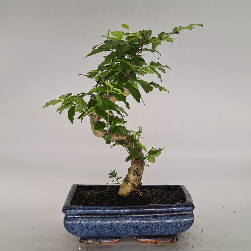 Chinese Privet (Ligustrum Sinense) Bonsai Tree | Shaped Style | Height 30-40cm | In 20cm Pot