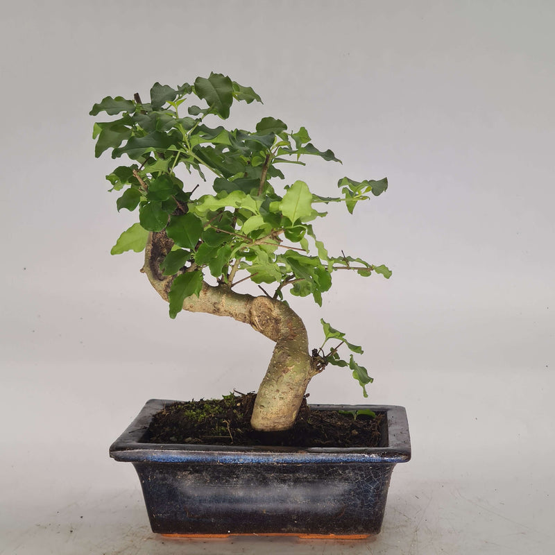 Chinese Privet (Ligustrum Sinense) Bonsai Tree | Shaped Style | Height 25-35cm | In 15cm Pot