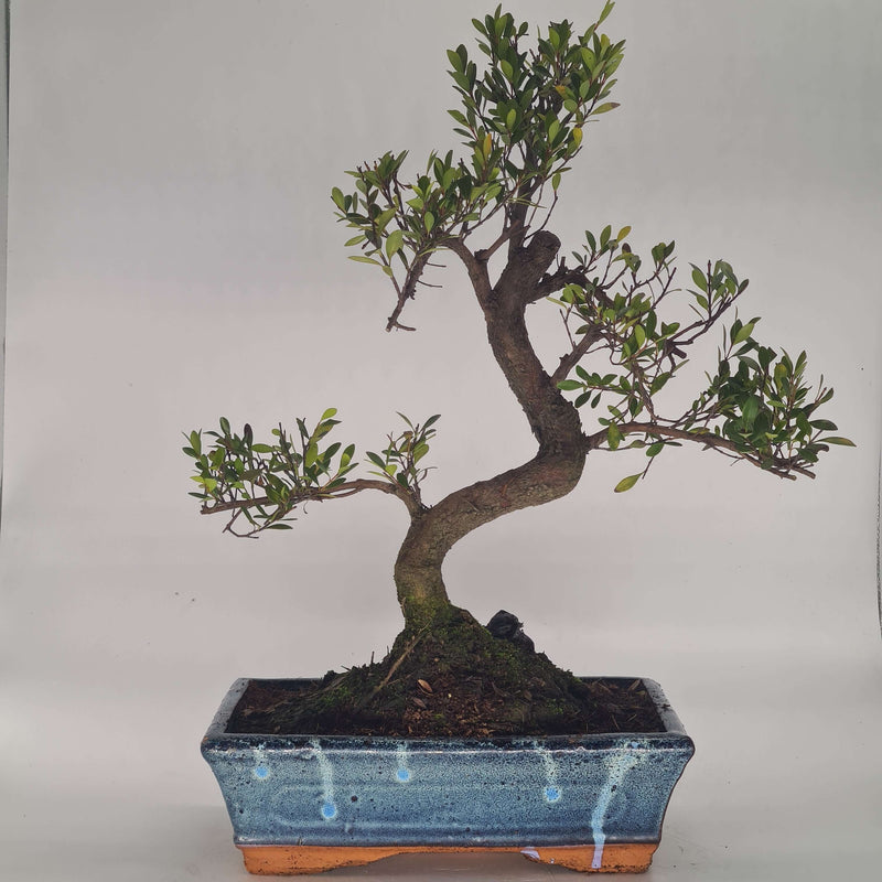 Brush Cherry (Syzygium) Bonsai Tree | Shaped Style | Height 40-50cm | In 25cm Pot