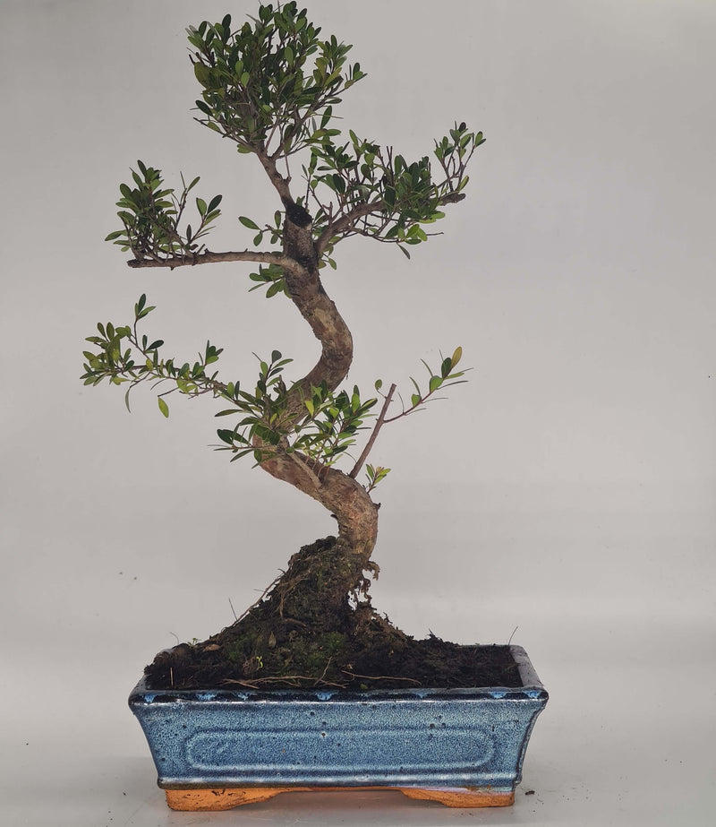 Brush Cherry (Syzygium) Bonsai Tree | Shaped Style | Height 40-50cm | In 25cm Pot