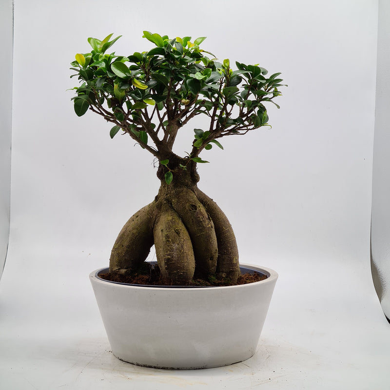 Ficus Microcarpa Ginseng (Banyan Fig) Indoor Bonsai Tree | Broom Style | 40-45cm High | In 25cm Pot