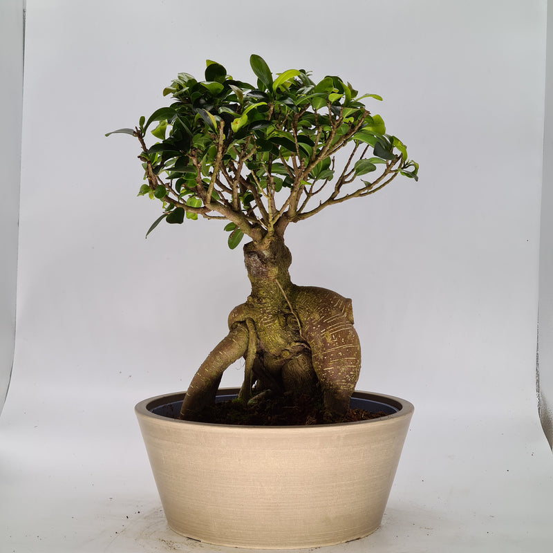 Ficus Microcarpa Ginseng (Banyan Fig) Indoor Bonsai Tree | Broom Style | 40-45cm High | In 25cm Pot