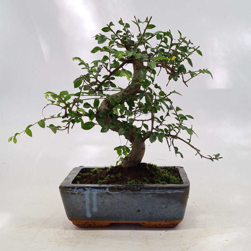 Chinese Elm (Ulmus Parvifolia) Bonsai Tree | Shaped Style | Height 30-35cm | In 20cm Pot