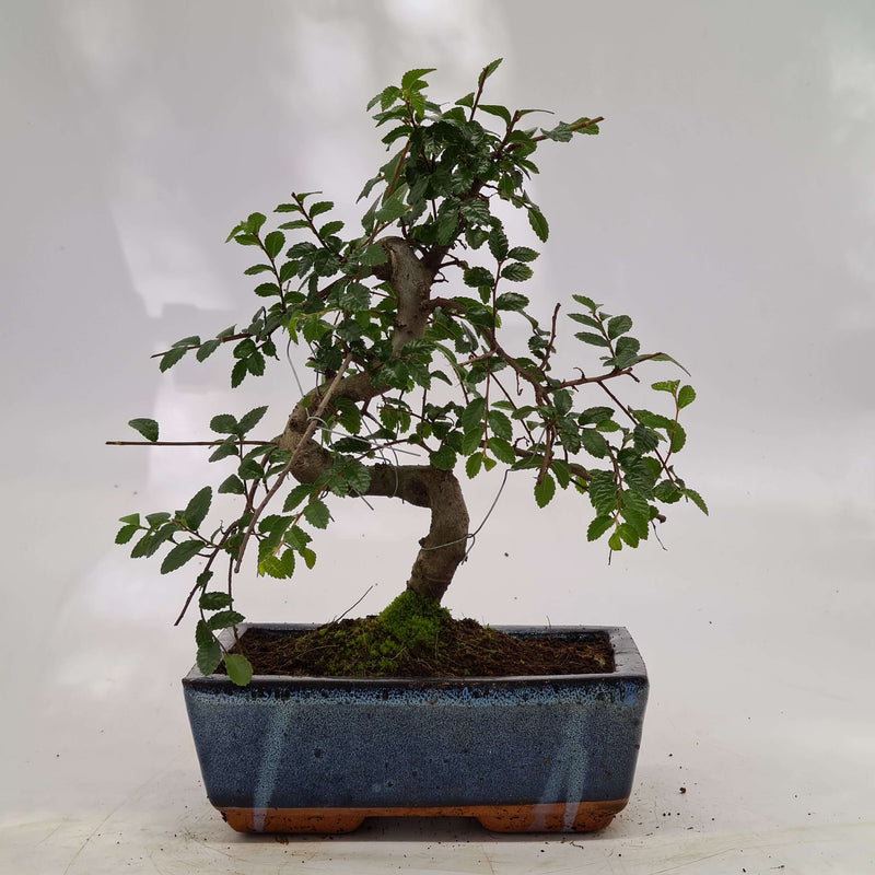 Chinese Elm (Ulmus Parvifolia) Bonsai Tree | Shaped Style | Height 30-35cm | In 20cm Pot