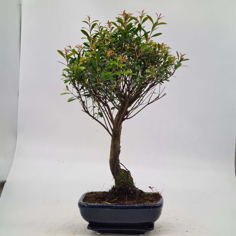 Brush Cherry (Syzygium) Bonsai Tree | Broom Style | Height 40-45cm | In 20cm Pot With Drip Tray