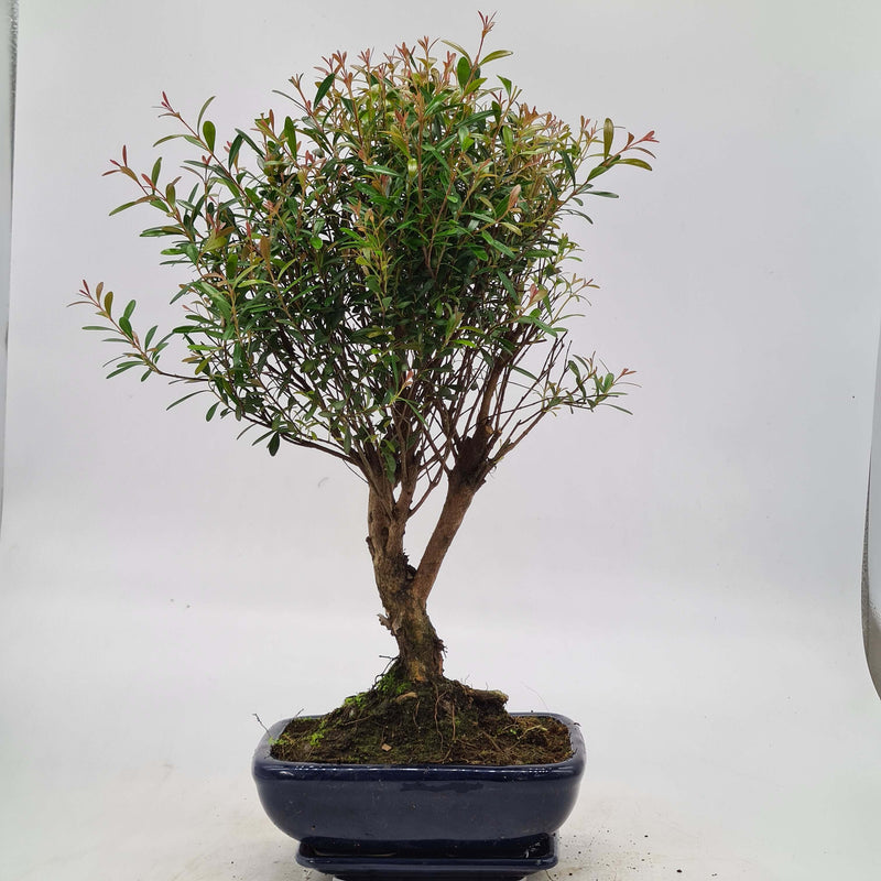 Brush Cherry (Syzygium) Bonsai Tree | Broom Style | Height 40-45cm | In 20cm Pot With Drip Tray