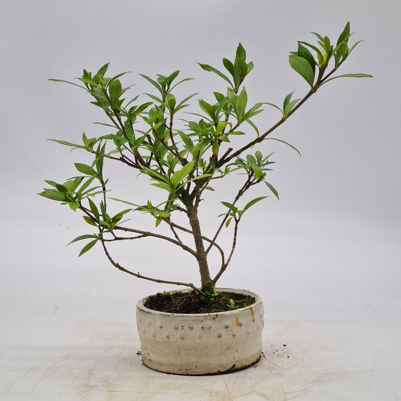 Jasmine (Gardenia) Flowering Bonsai Tree | Upright Style | 25-30cm High | In 12cm Pot