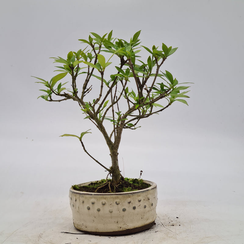 Jasmine (Gardenia) Flowering Bonsai Tree | Upright Style | 25-30cm High | In 12cm Pot