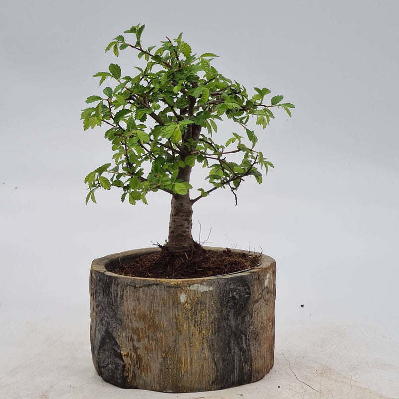 Chinese Elm (Ulmus Parvifolia) Bonsai Tree | Broom Style | Height 20cm | In 12cm Pot