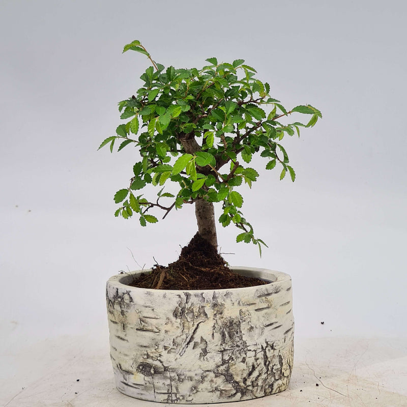Chinese Elm (Ulmus Parvifolia) Bonsai Tree | Broom Style | Height 20cm | In 12cm Pot