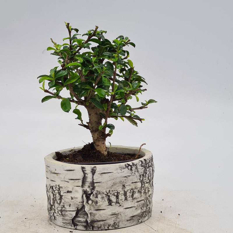 Fukien Tea Tree (Carmona Retusa) Indoor Bonsai Tree | Height 20cm | In 12cm Pot