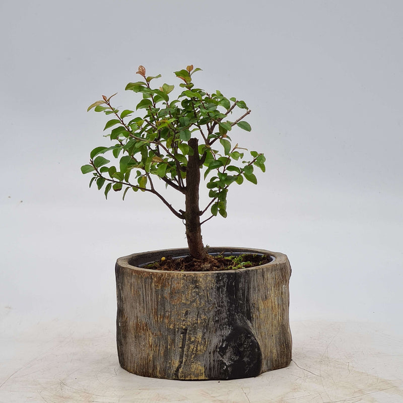 Bird Plum (Sageretia) Bonsai Tree | Broom Style | Height 20cm | In 12cm Pot