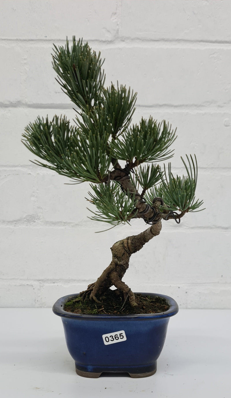 Japanese White Pine Bonsai Tree (Pinus Parviflora) | Shaped Style | Height 25-30cm | In 12cm Pot