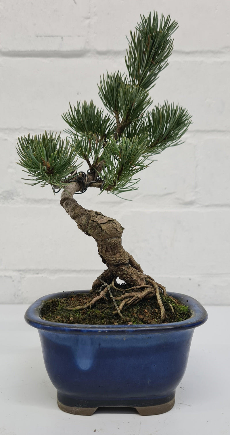 Japanese White Pine Bonsai Tree (Pinus Parviflora) | Shaped Style | Height 25-30cm | In 12cm Pot