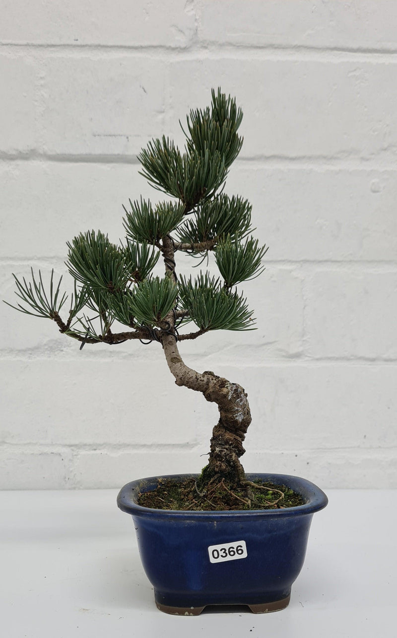 Japanese White Pine Bonsai Tree (Pinus Parviflora) | Shaped Style | Height 25-30cm | In 12cm Pot