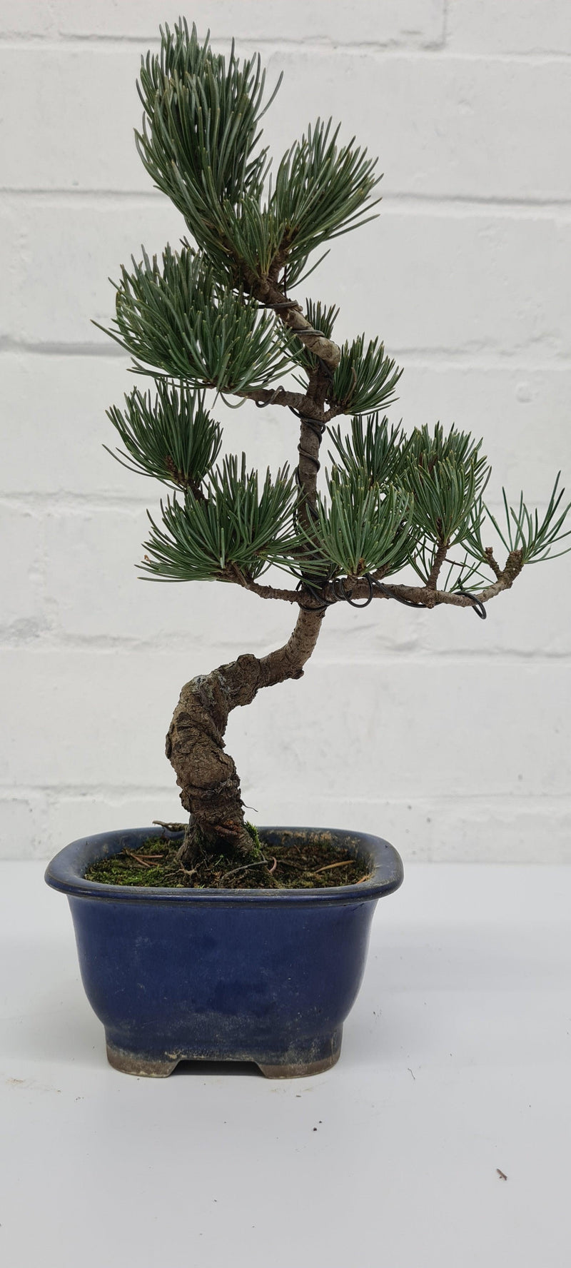 Japanese White Pine Bonsai Tree (Pinus Parviflora) | Shaped Style | Height 25-30cm | In 12cm Pot