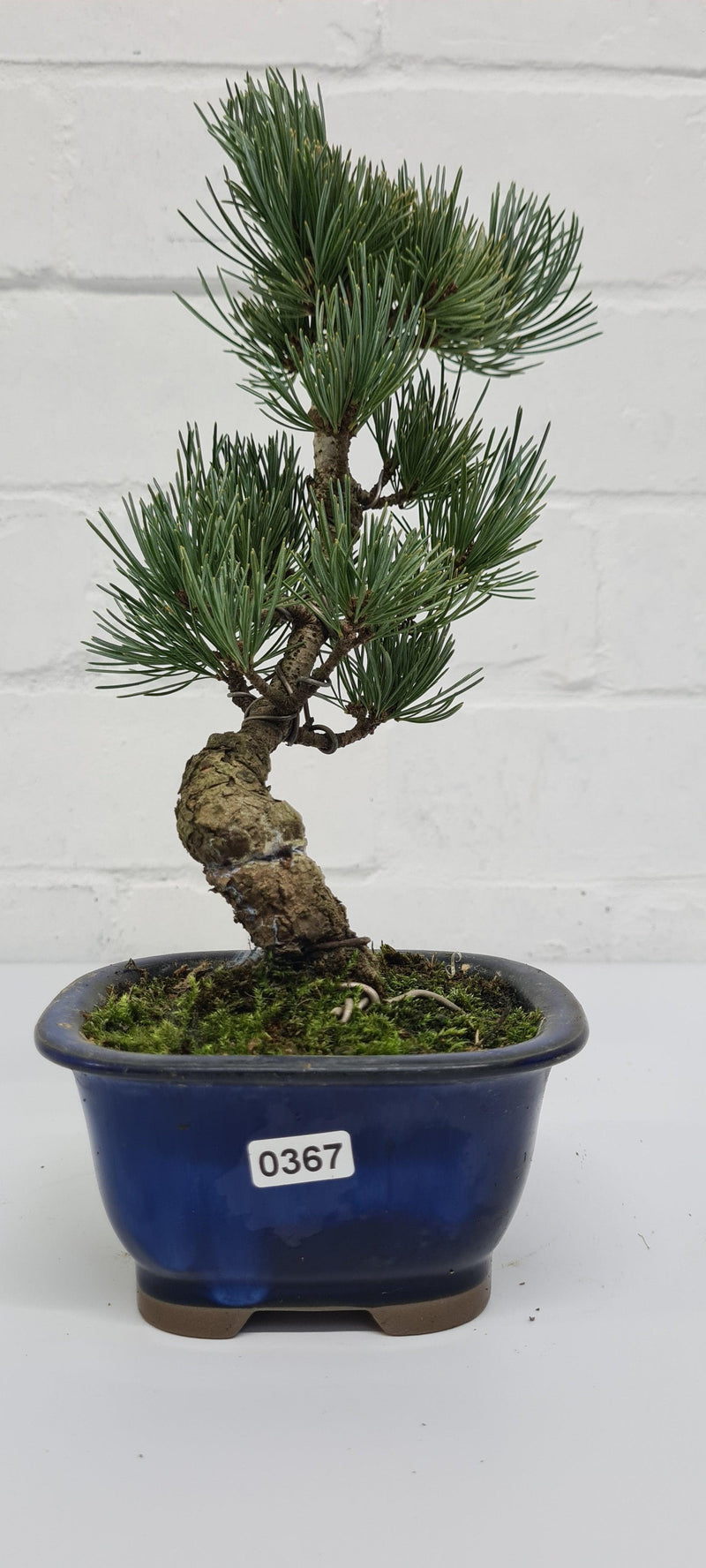 Japanese White Pine Bonsai Tree (Pinus Parviflora) | Shaped Style | Height 25-30cm | In 12cm Pot
