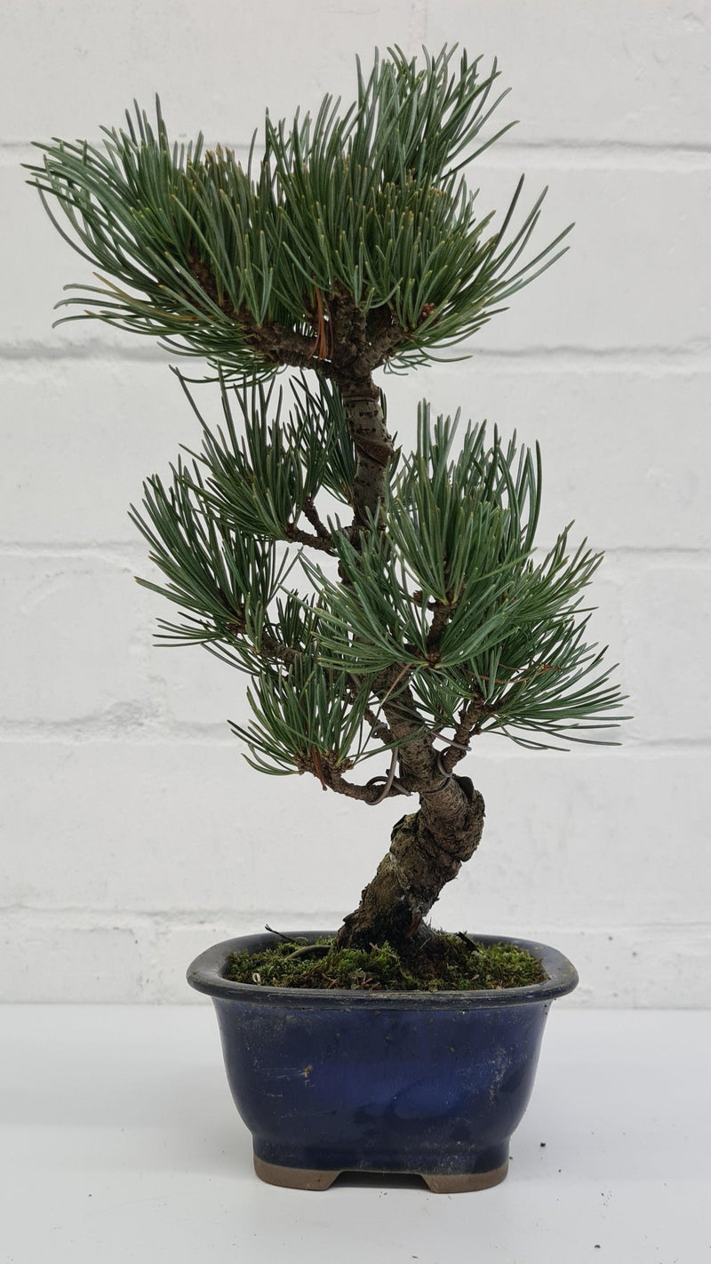Japanese White Pine Bonsai Tree (Pinus Parviflora) | Shaped Style | Height 25-30cm | In 12cm Pot