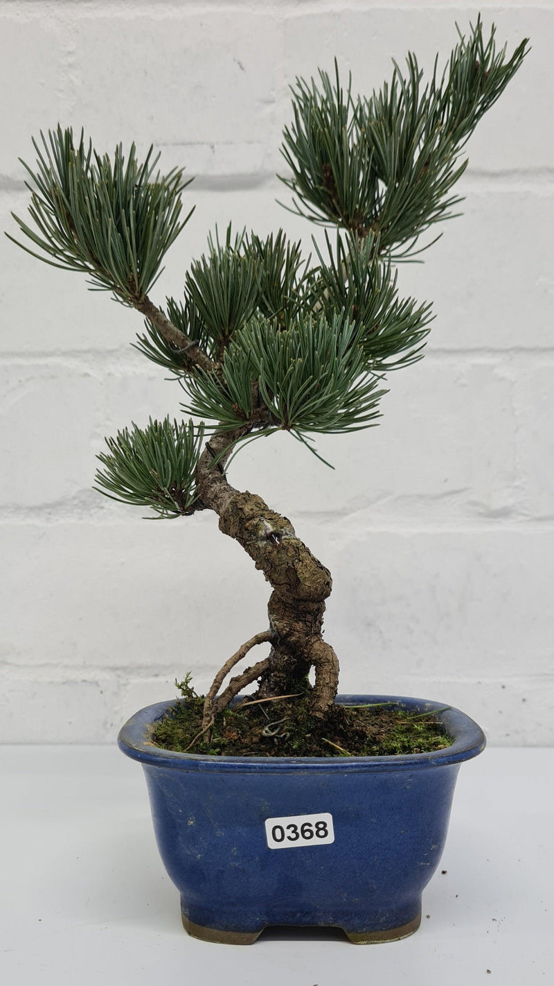 Japanese White Pine Bonsai Tree (Pinus Parviflora) | Shaped Style | Height 25-30cm | In 12cm Pot