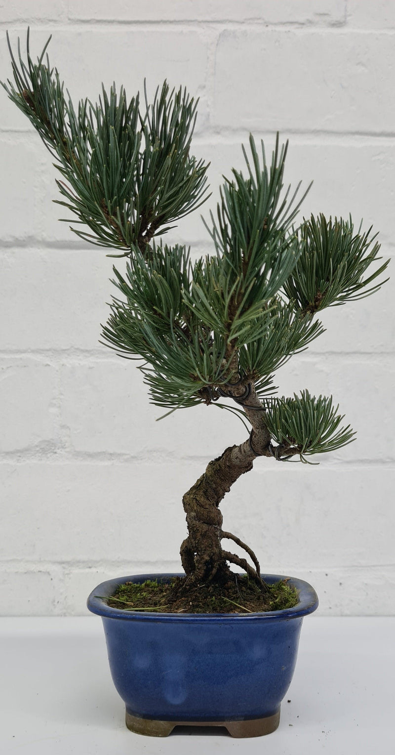 Japanese White Pine Bonsai Tree (Pinus Parviflora) | Shaped Style | Height 25-30cm | In 12cm Pot
