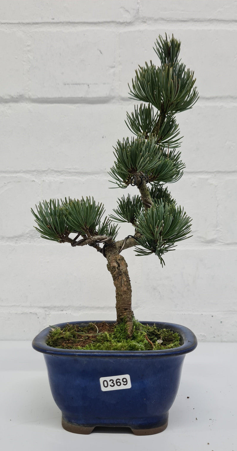 Japanese White Pine Bonsai Tree (Pinus Parviflora) | Shaped Style | Height 25-30cm | In 12cm Pot