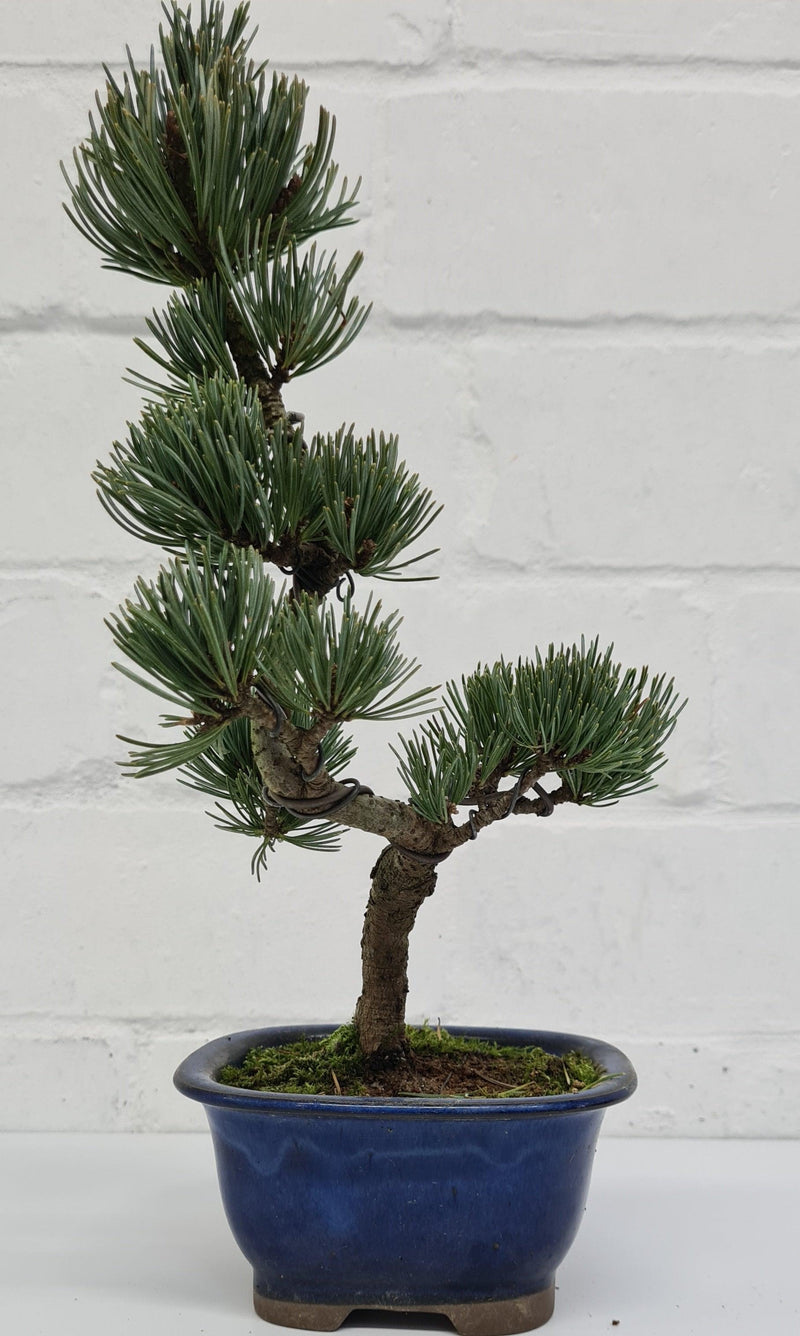 Japanese White Pine Bonsai Tree (Pinus Parviflora) | Shaped Style | Height 25-30cm | In 12cm Pot