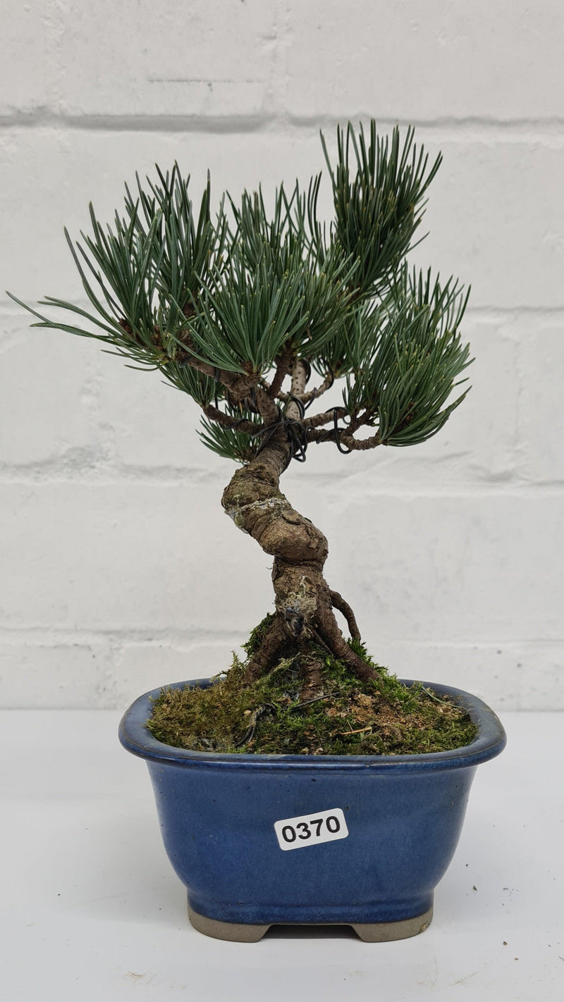 Japanese White Pine Bonsai Tree (Pinus Parviflora) | Shaped Style | Height 25-30cm | In 12cm Pot