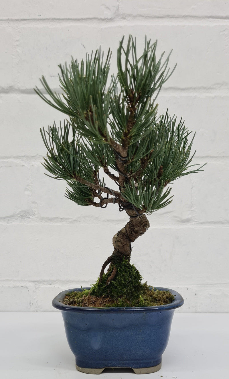 Japanese White Pine Bonsai Tree (Pinus Parviflora) | Shaped Style | Height 25-30cm | In 12cm Pot