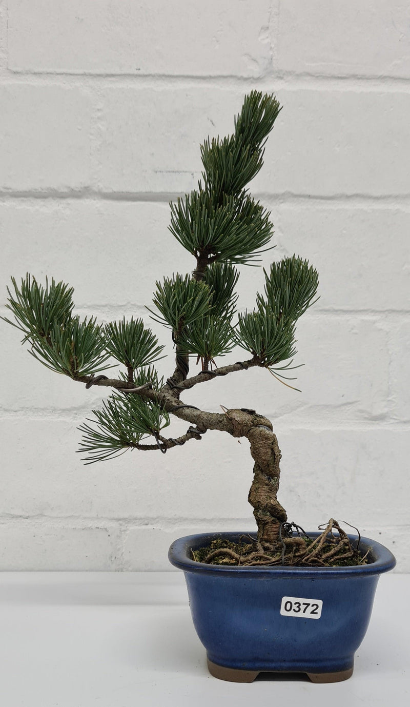 Japanese White Pine Bonsai Tree (Pinus Parviflora) | Shaped Style | Height 25-30cm | In 12cm Pot