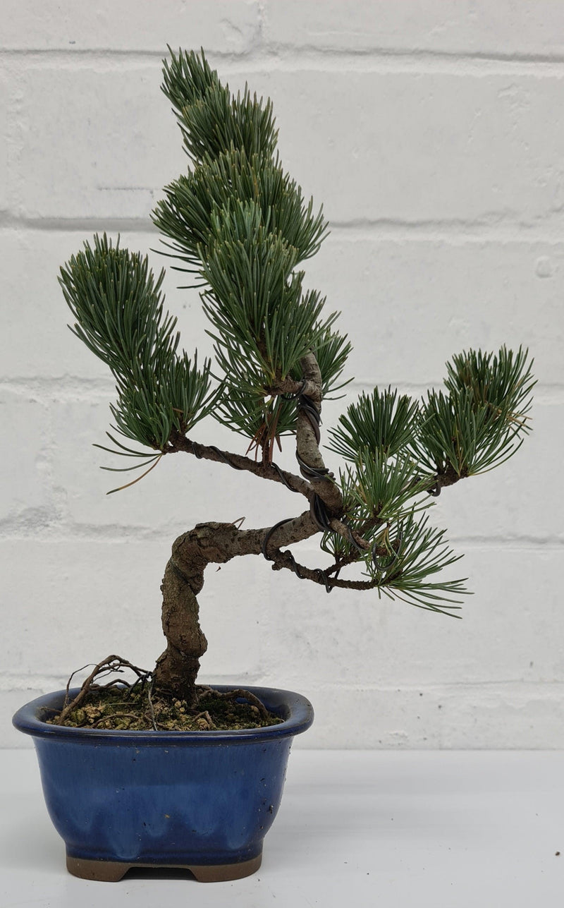 Japanese White Pine Bonsai Tree (Pinus Parviflora) | Shaped Style | Height 25-30cm | In 12cm Pot