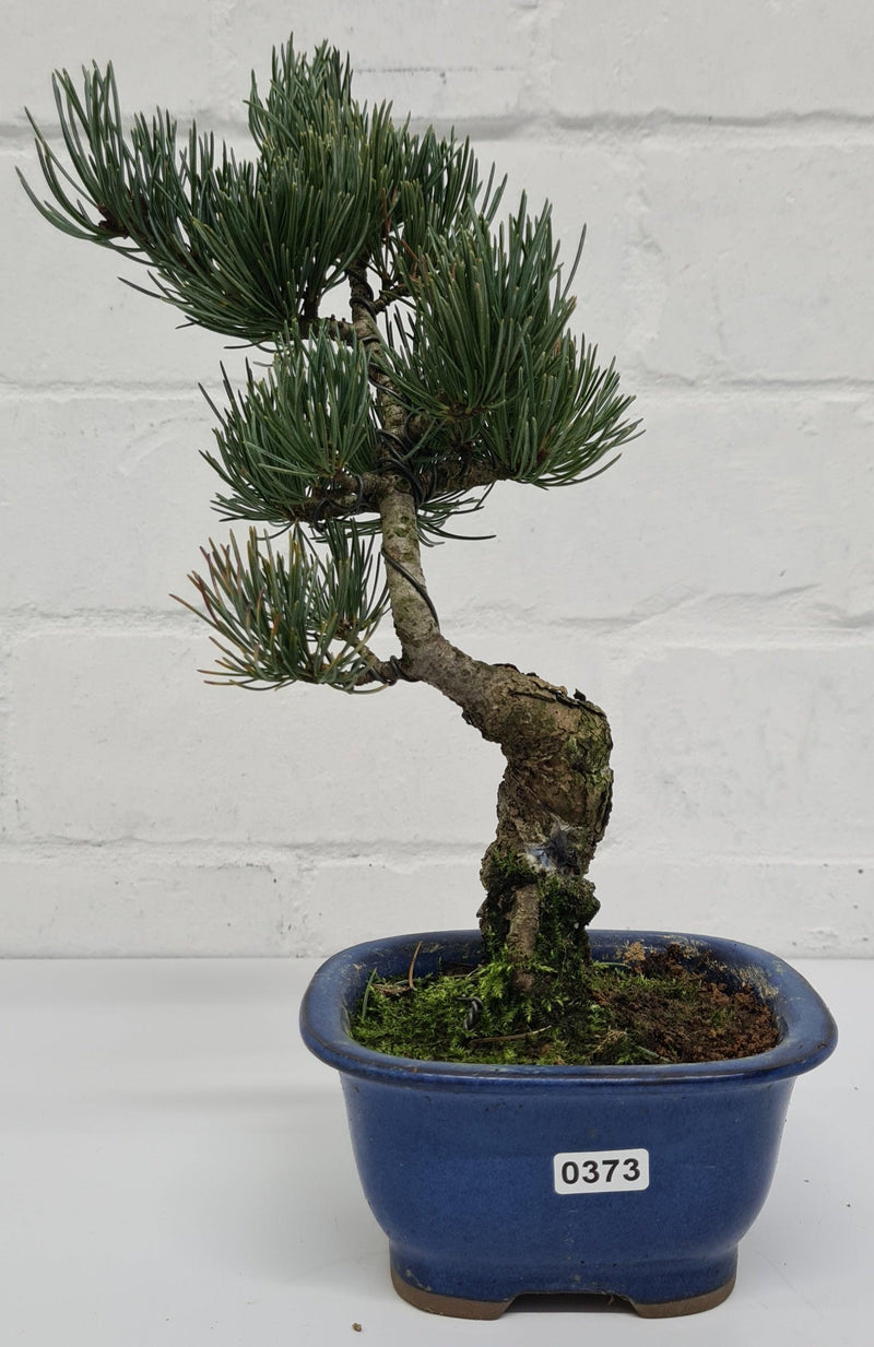 Japanese White Pine Bonsai Tree (Pinus Parviflora) | Shaped Style | Height 25-30cm | In 12cm Pot