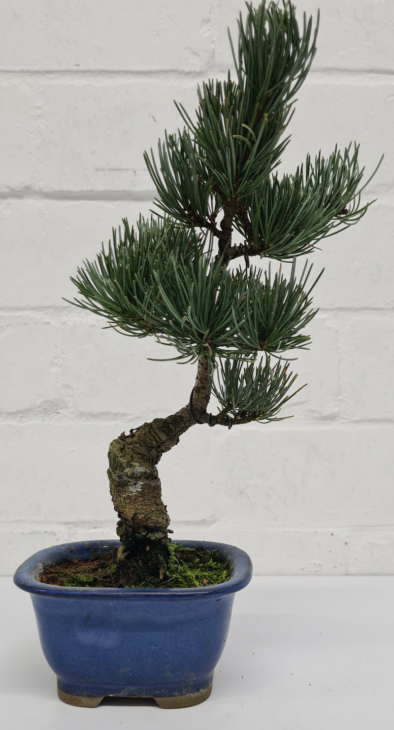 Japanese White Pine Bonsai Tree (Pinus Parviflora) | Shaped Style | Height 25-30cm | In 12cm Pot