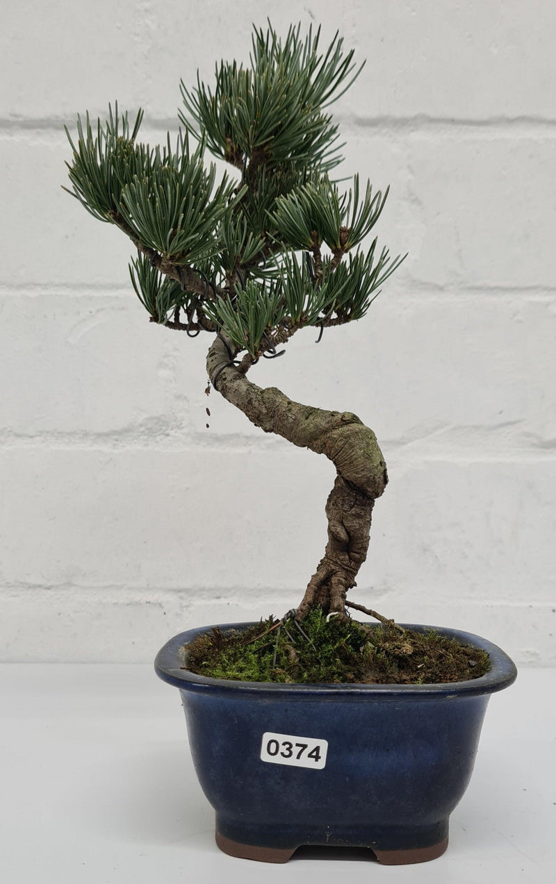 Japanese White Pine Bonsai Tree (Pinus Parviflora) | Shaped Style | Height 25-30cm | In 12cm Pot