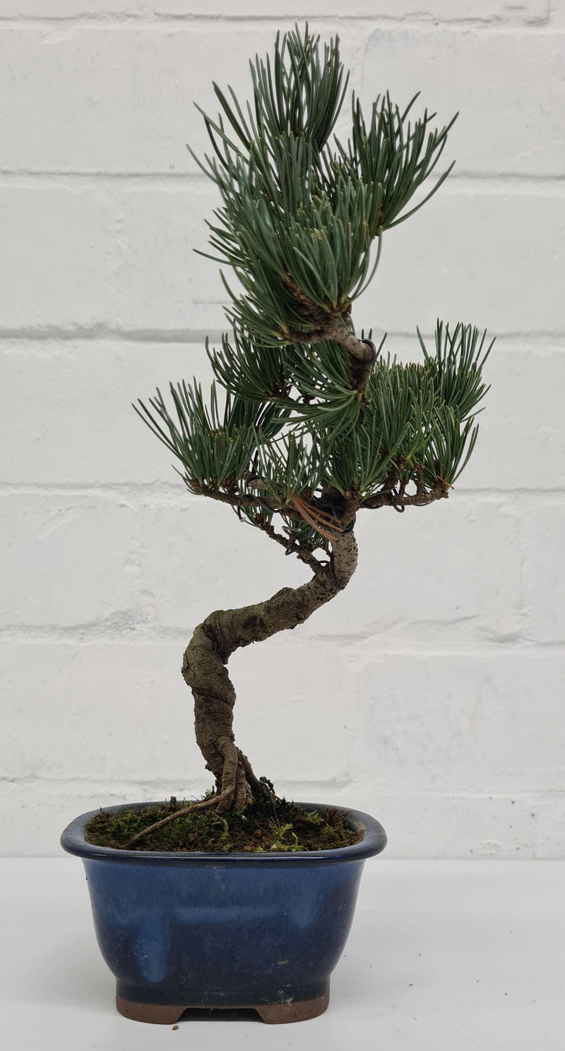Japanese White Pine Bonsai Tree (Pinus Parviflora) | Shaped Style | Height 25-30cm | In 12cm Pot