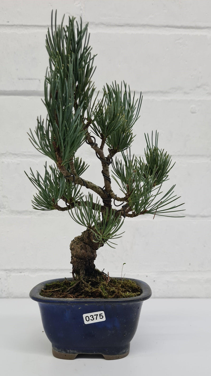 Japanese White Pine Bonsai Tree (Pinus Parviflora) | Shaped Style | Height 25-30cm | In 12cm Pot