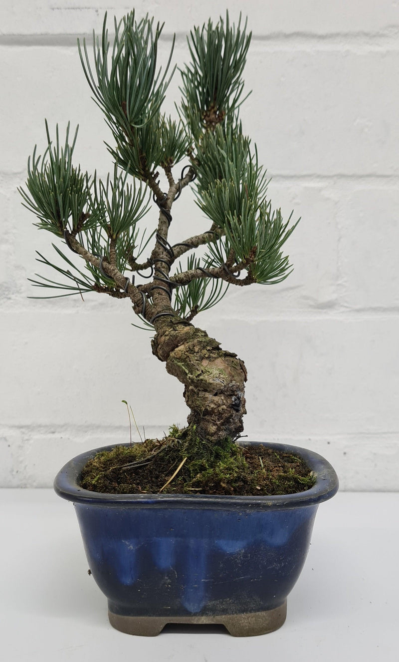 Japanese White Pine Bonsai Tree (Pinus Parviflora) | Shaped Style | Height 25-30cm | In 12cm Pot