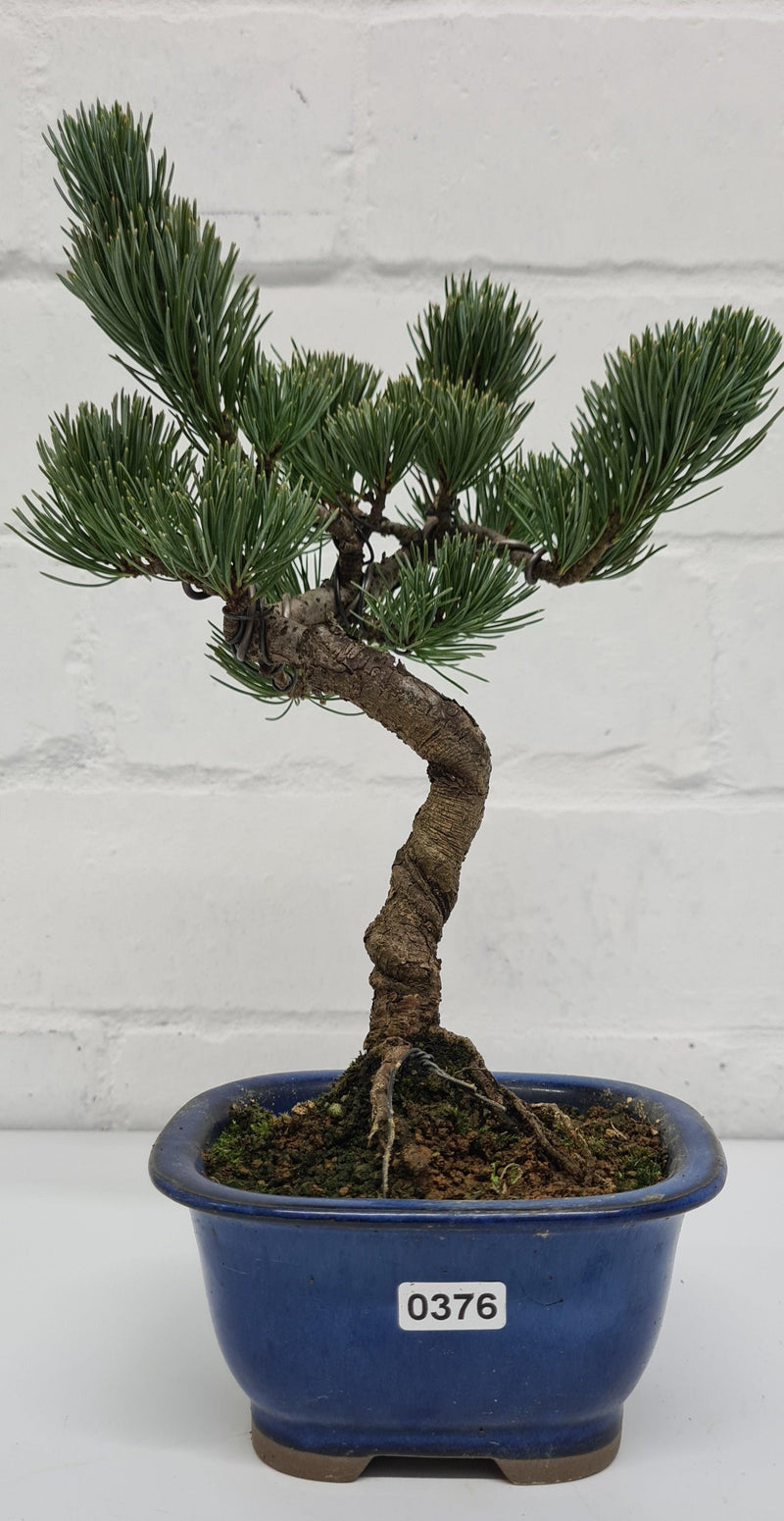 Japanese White Pine Bonsai Tree (Pinus Parviflora) | Shaped Style | Height 25-30cm | In 12cm Pot